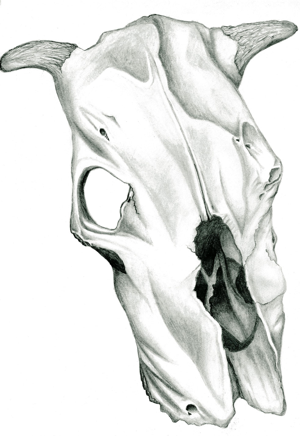 Image and Description